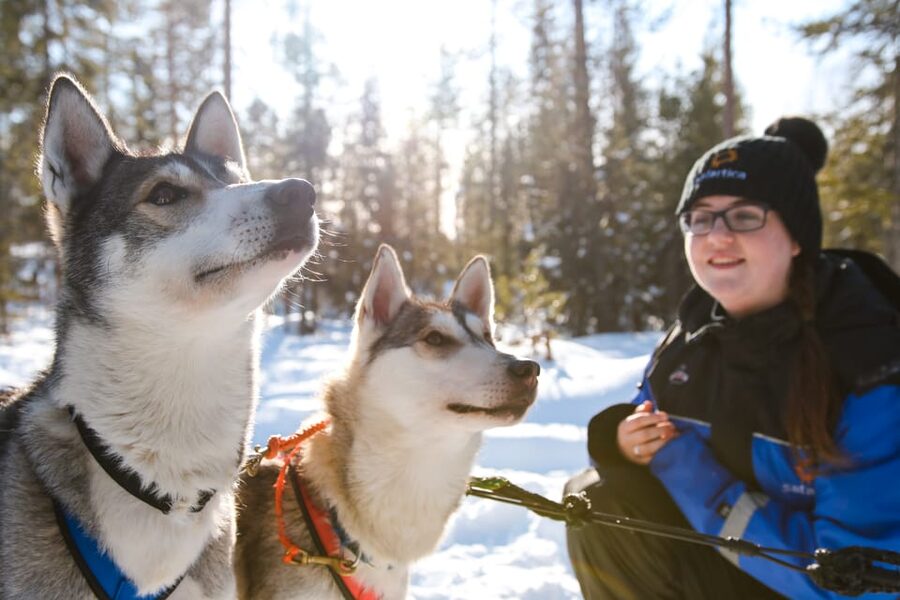 Rovaniemi: Daytime Husky Safari - The musher lesson, where you learn to steer