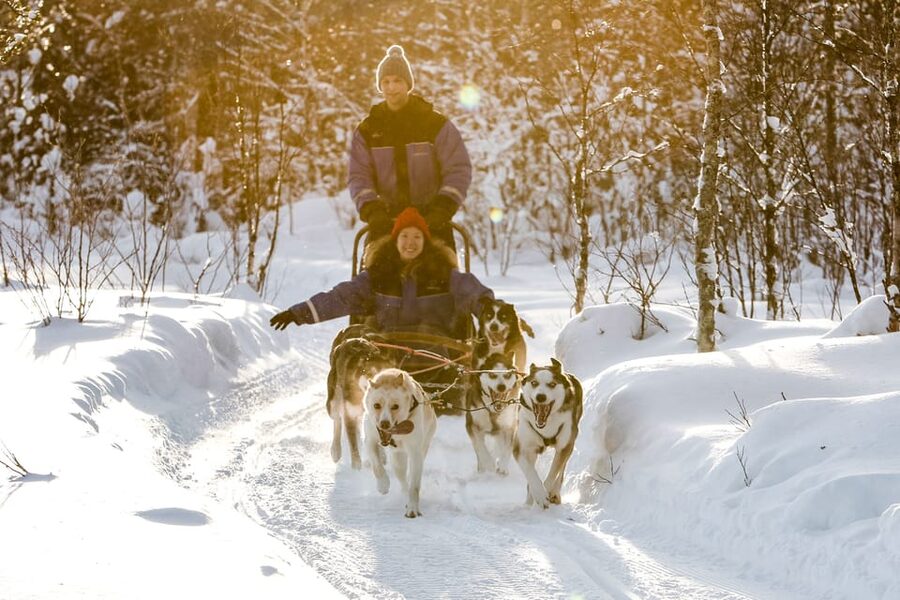 Rovaniemi: Daytime Husky Safari - Meeting the dogs, from reception to the kennel