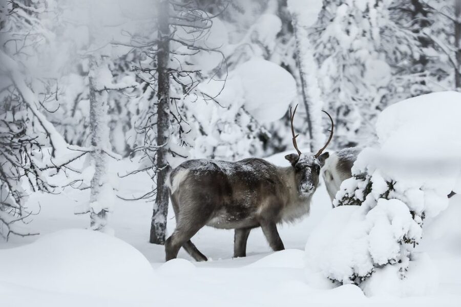 Rovaniemi: Daytime Reindeer Sleigh Ride - The 1.5 km sleigh ride: what it feels like on the route