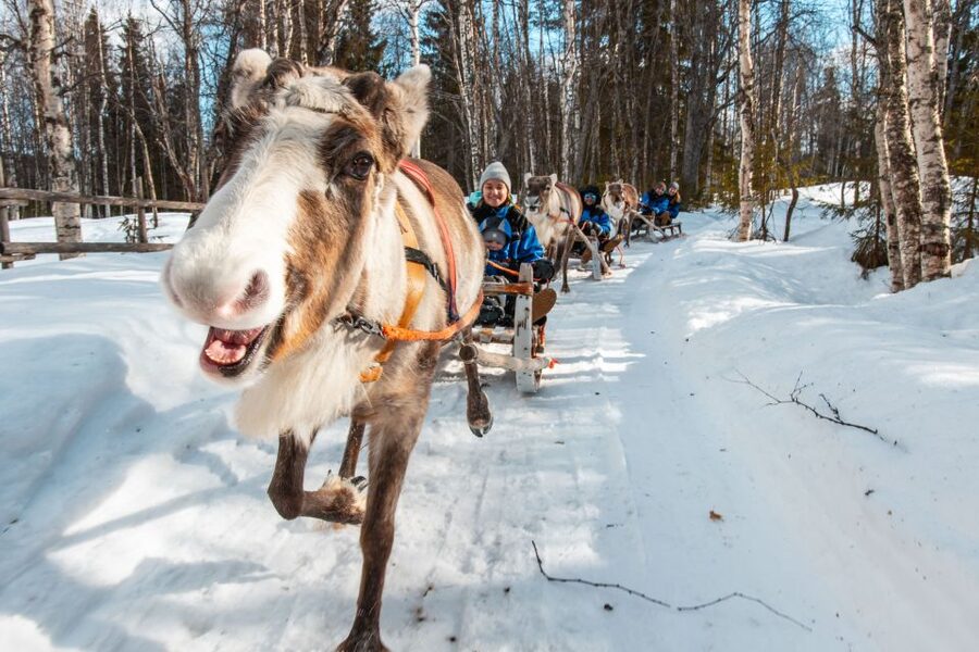 Rovaniemi: Daytime Reindeer Sleigh Ride - English guide, what you can and cannot expect