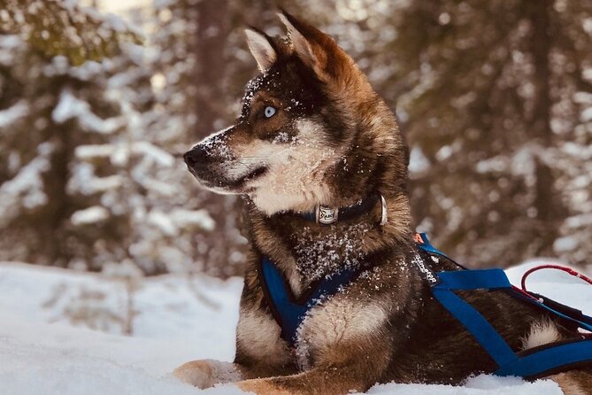 Rovaniemi: Drive Your Own Husky Team (6–10 km) & BBQ - Key Highlights You Should Know
