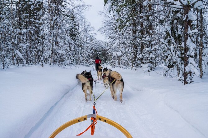 Rovaniemi: Drive Your Own Husky Team (6–10 km) & BBQ - The Human Factor: Guides Like Natalia, Vera, Marti, Pedro, and Bailba