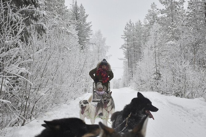Rovaniemi: Drive Your Own Husky Team (6–10 km) & BBQ - Timing, Pickup, and Why Being Early Matters