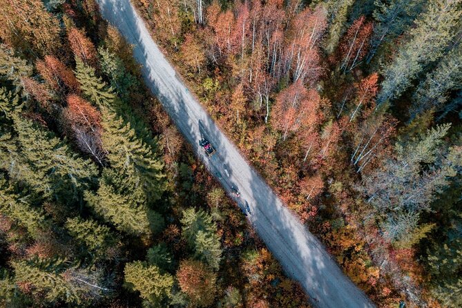 Rovaniemi: Drive Your Own Husky Team (Autumn) & BBQ - Your Forest Run: What the Route Feels Like