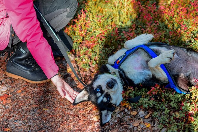 Rovaniemi: Drive Your Own Husky Team (Autumn) & BBQ - Weather Safety: Why Autumn Can Cancel