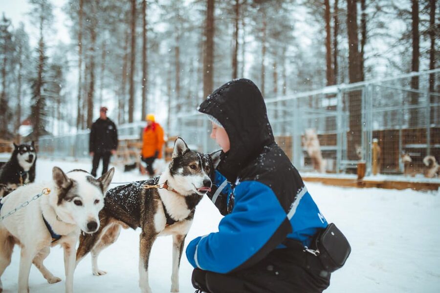 Rovaniemi: Early Winter Husky Sled Ride - Key things to know before you go