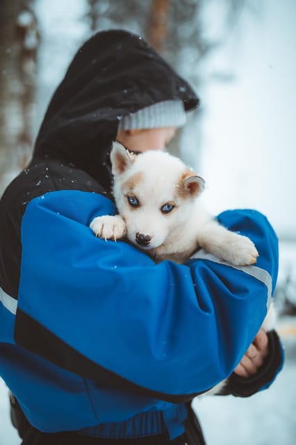 Rovaniemi: Early Winter Husky Sled Ride - Entering the Arctic: What makes this early winter husky ride special