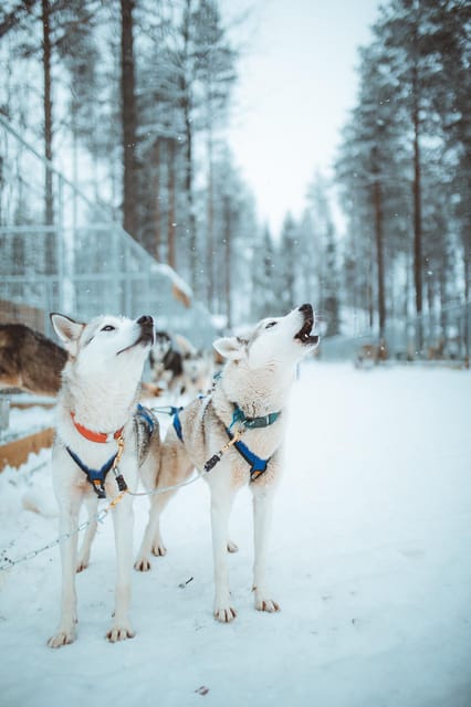 Rovaniemi: Early Winter Husky Sled Ride - Getting to Apukka Resort: pickup points that decide how smooth the day feels