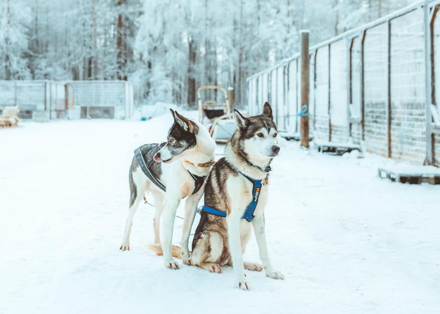 Rovaniemi: Early Winter Husky Sled Ride - Suiting up in Lapland cold: what the winter clothing really helps with