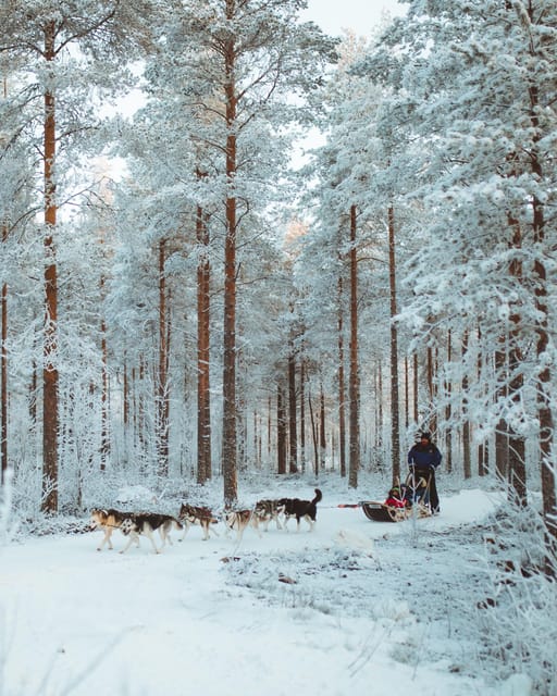 Rovaniemi: Early Winter Husky Sled Ride - Listening to life lessons from arctic sled dog stories