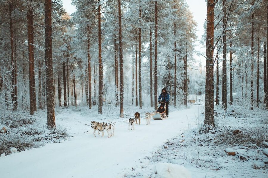 Rovaniemi: Early Winter Husky Sled Ride - Who this is best for in Rovaniemi early winter