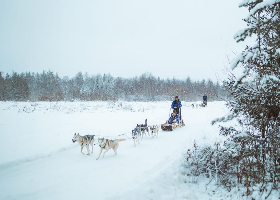 Rovaniemi: Early Winter Husky Sled Ride - Price and what you actually get for your $192