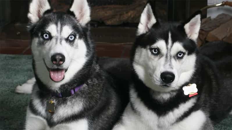 Rovaniemi: Family Friendly Husky Ride and Farm Visit - Key things to know before you go