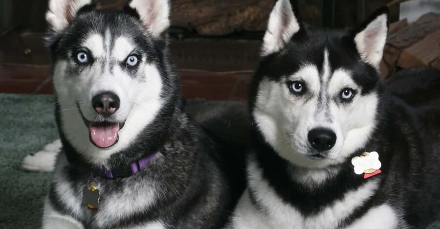 Rovaniemi: Family Friendly Husky Ride and Farm Visit - Rovaniemi Husky Farm Start: what the first hour feels like