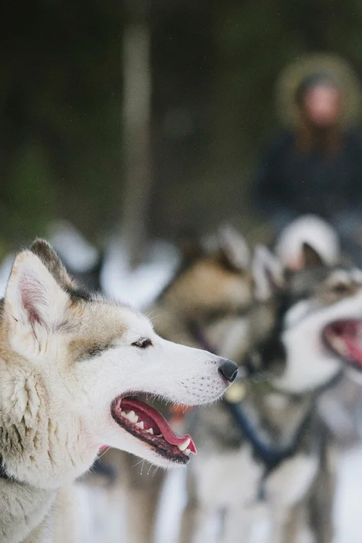 Rovaniemi: Family Friendly Husky Ride and Farm Visit - The sled ride through Lapland snow: distance, timing, and expectations