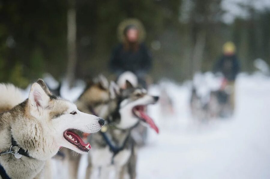 Rovaniemi: Family Friendly Husky Ride and Farm Visit - Price and value: what $128 per person really buys