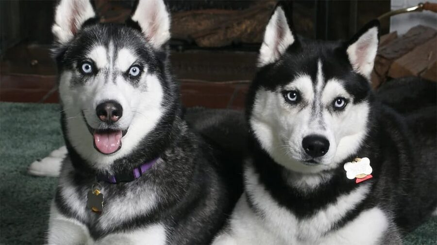 Rovaniemi: Family Friendly Husky Ride and Farm Visit - Tips to make it feel worth it when it is busy