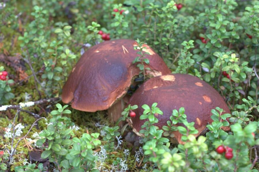 Rovaniemi forest foraging adventure: Pick, Prepare, Savor - Key Things to Know Before You Go