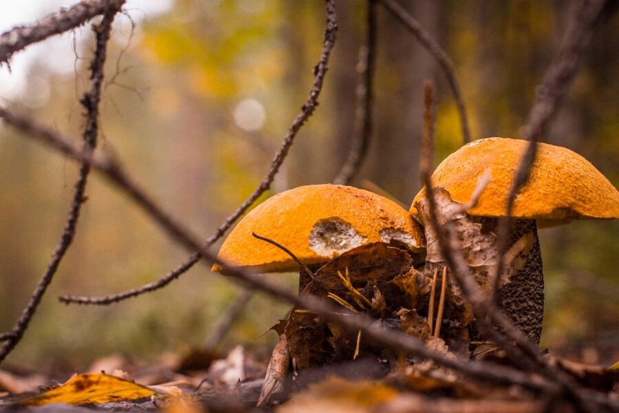 Rovaniemi forest foraging adventure: Pick, Prepare, Savor - Lapland Foraging Feels Like Real Finland