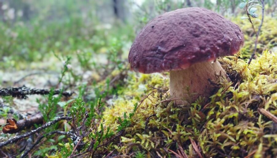Rovaniemi forest foraging adventure: Pick, Prepare, Savor - The Berry-Picking Walk: What You’ll Taste Along the Way