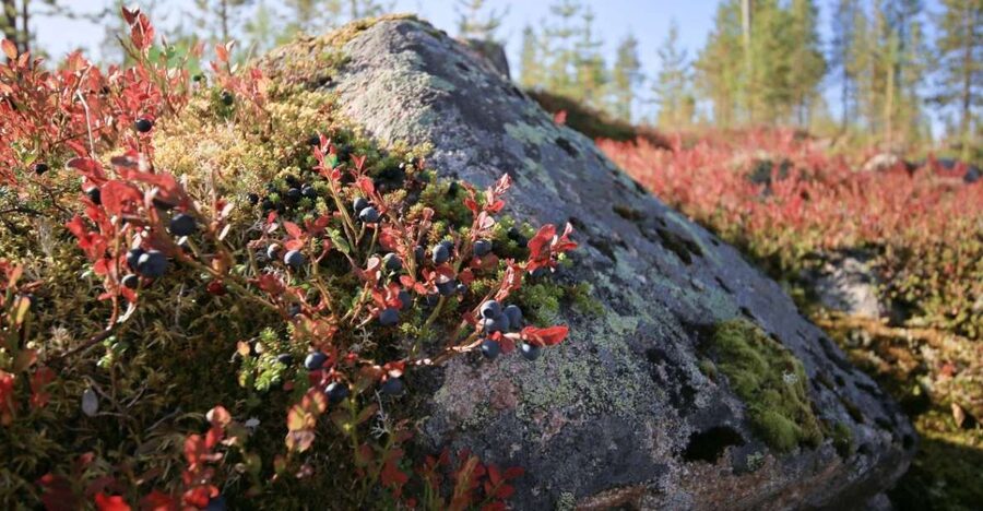 Rovaniemi forest foraging adventure: Pick, Prepare, Savor - Mushroom Hunting: Why Your Guide’s ID Skills Matter