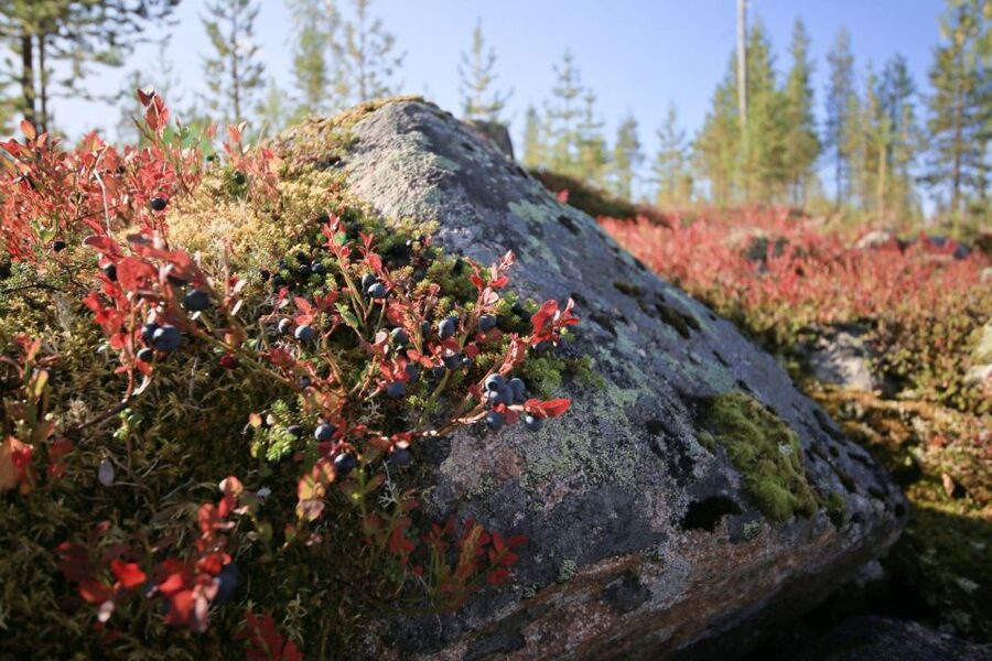 Rovaniemi forest foraging adventure: Pick, Prepare, Savor - Who This Tour Is Best For (And Who Might Want Something Else)