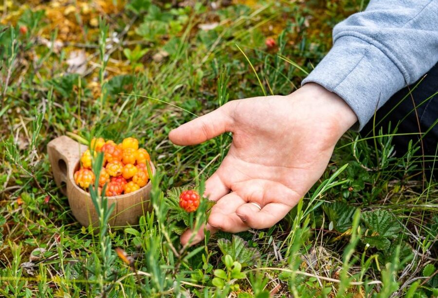 Rovaniemi forest foraging adventure: Pick, Prepare, Savor - Timing and Seasonal Reality (Late July Through Early October)