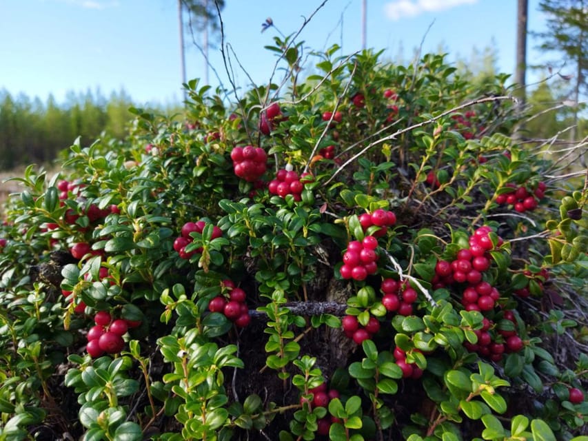Rovaniemi forest foraging adventure: Pick, Prepare, Savor - Should You Book This Forest Foraging Adventure?