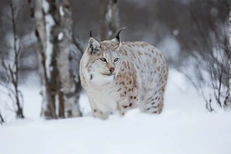 Rovaniemi: Full-Day Highlights Tour with Buffet Lunch - Reindeer sleigh time: calmer, slower, and more nature-focused