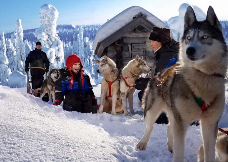 Rovaniemi: Full-Day Highlights Tour with Buffet Lunch - Arktikum museum: the Arctic context behind the magic