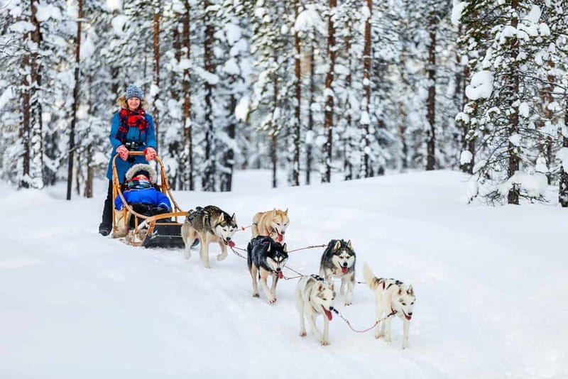 Rovaniemi: Full-Day Highlights Tour with Buffet Lunch - Group size, pacing, and how weather can reshape the day