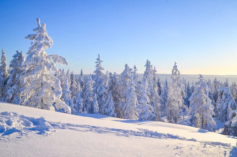 Rovaniemi: Guided Wilderness Snowmobile Ride - Entering the frozen forest: what the ride feels like