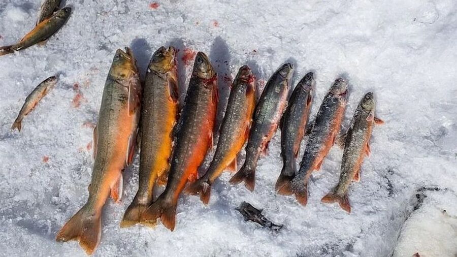 Rovaniemi: Half-Day Snowmobile & Ice Fishing Experience - Entering Lapland Mode With a Half-Day Snowmobile Plan