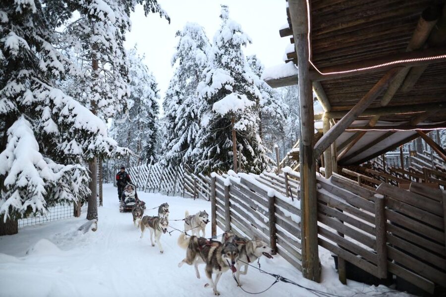 Rovaniemi: Husky and reindeer farm visit with sleigh rides - Key Highlights Worth Your Time