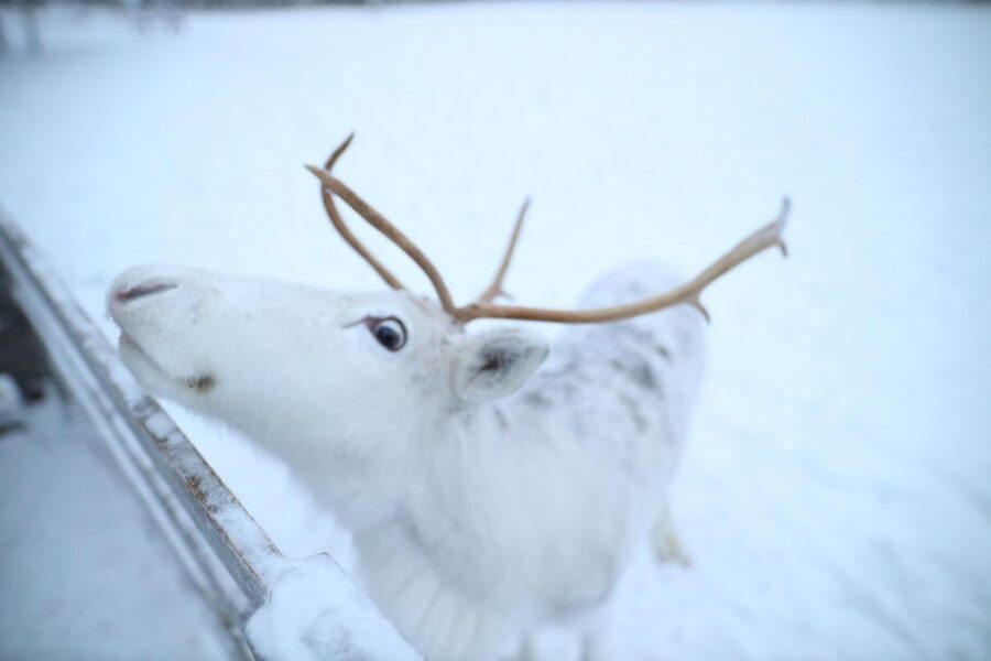Rovaniemi: Husky and reindeer farm visit with sleigh rides - Arctic Animal Time in Rovaniemi: The Real Rhythm of a Half-Day