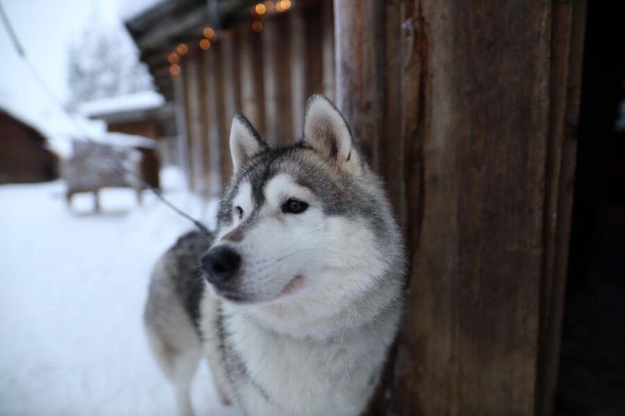 Rovaniemi: Husky and reindeer farm visit with sleigh rides - Reindeer Farm Stop: Feeding, Learning, and the 400 m Ride