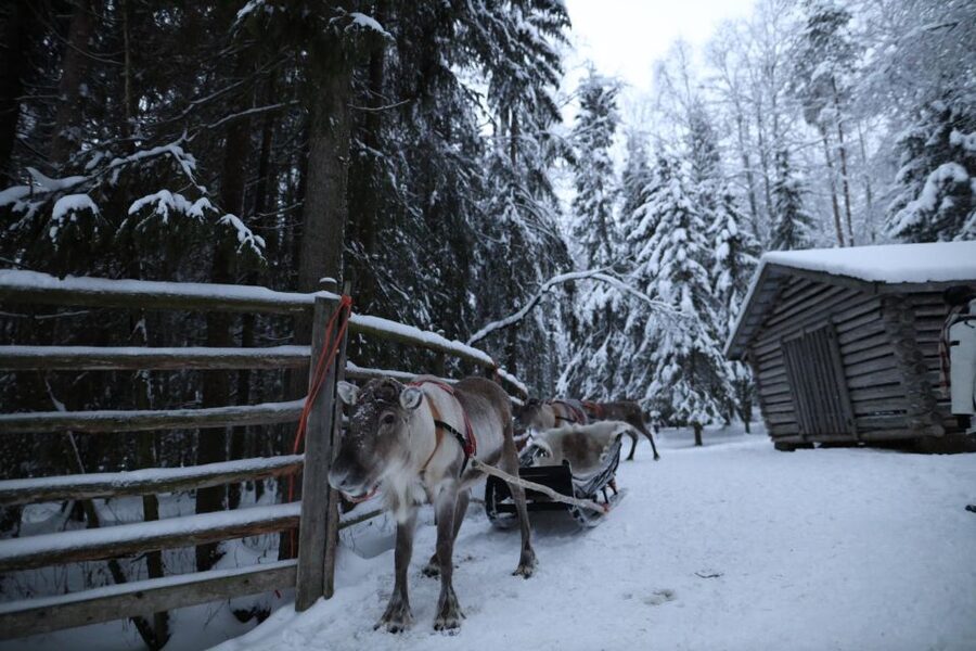 Rovaniemi: Husky and reindeer farm visit with sleigh rides - Who This Tour Fits Best (and Who Might Want a Different Format)