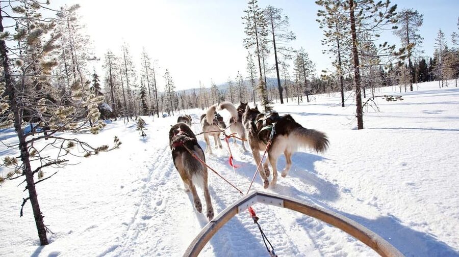 Rovaniemi: Husky and Reindeer farm with sleigh ride - Kota Stories: Learning the Human Side of Arctic Life