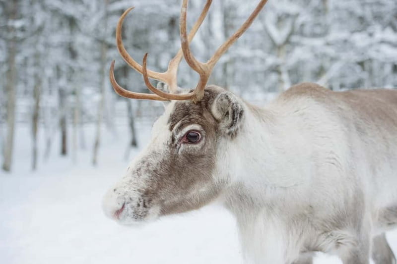 Rovaniemi: Husky Farm and Reindeer Experience - Should You Book This Husky and Reindeer Tour?
