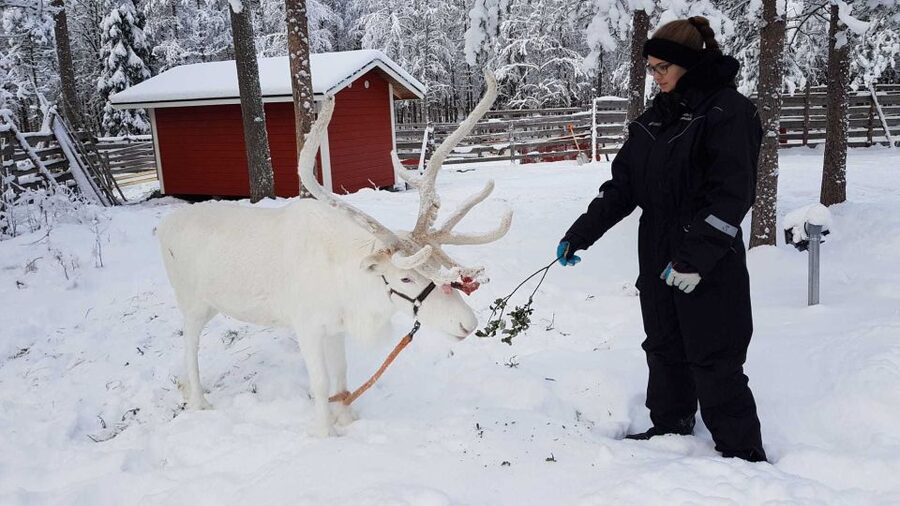 Rovaniemi: Husky Farm and Reindeer Experience - Price and Value: Is $185 Worth It for 4 Hours?