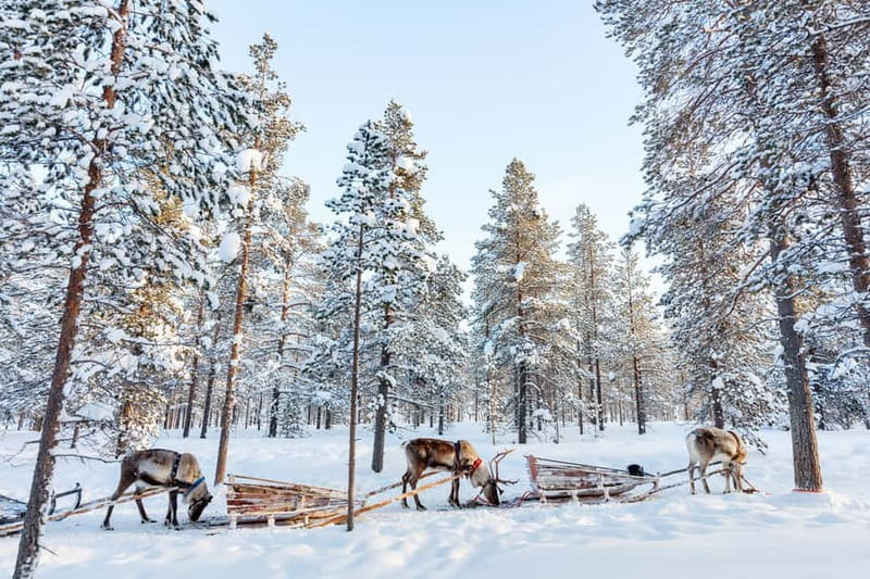 Rovaniemi: Husky Farm and Reindeer Experience - Who This Tour Fits Best (and Who Might Want Something Different)