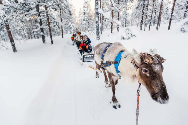 Rovaniemi: Husky Farm and Reindeer Experience - Meeting the Reindeer and Learning Lapland Herding Like a Pro Student