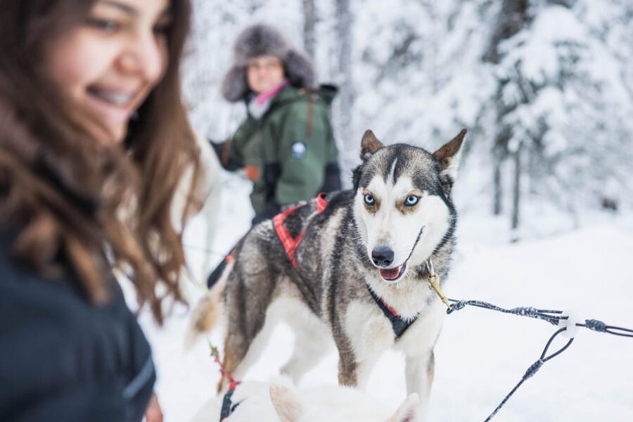 Rovaniemi: Husky Farm Visit with a Sledge Ride - What You Actually Do: Hugging, Then a 1-Kilometer Husky Sledge
