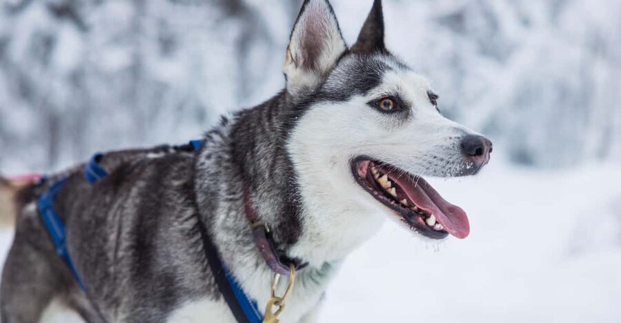 Rovaniemi: Husky Farm Visit with a Sledge Ride - Transfers in Rovaniemi: Santa Claus Village or the City Office