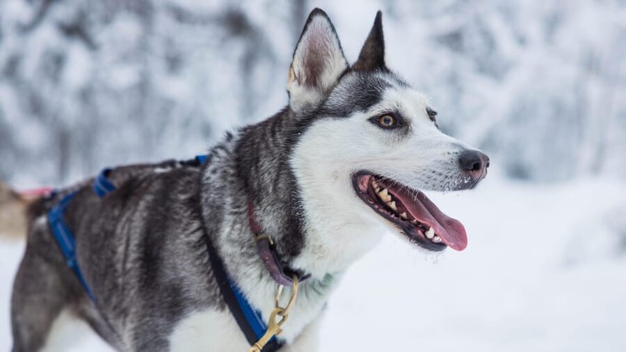Rovaniemi: Husky Farm Visit with a Sledge Ride - The Husky Kennel Hug Session: Why It Feels Like More Than a Photo Stop