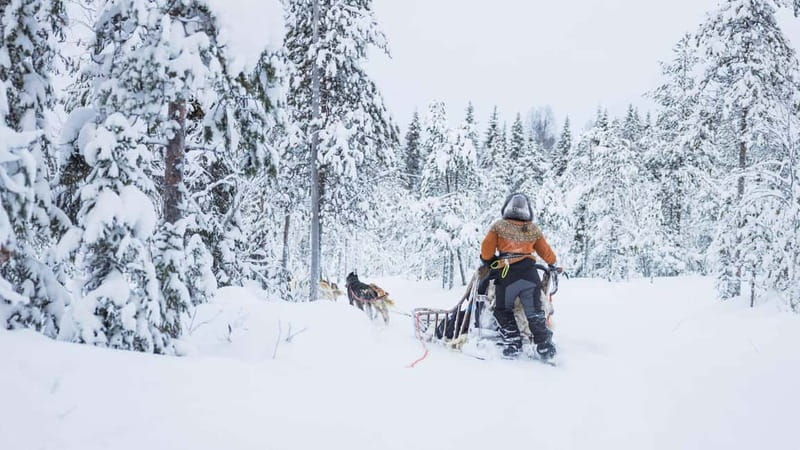 Rovaniemi: Husky & Reindeer Experience with Snowmobile Ride - Snowmobile Training, Helmet Time, and the 1-Hour Forest Ride