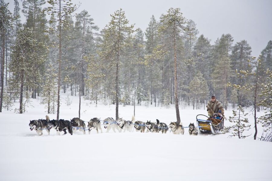 Rovaniemi: Husky & Reindeer Experience with Snowmobile Ride - Reindeer Farm: Petting, 500m Sledding, and Herder Stories