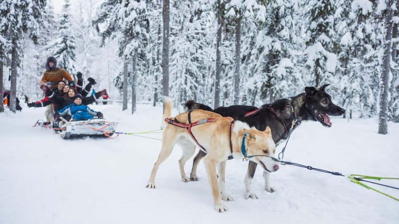 Rovaniemi: Husky & Reindeer Experience with Snowmobile Ride - Husky Sleigh Ride: Short, Energetic, and Easy to Love