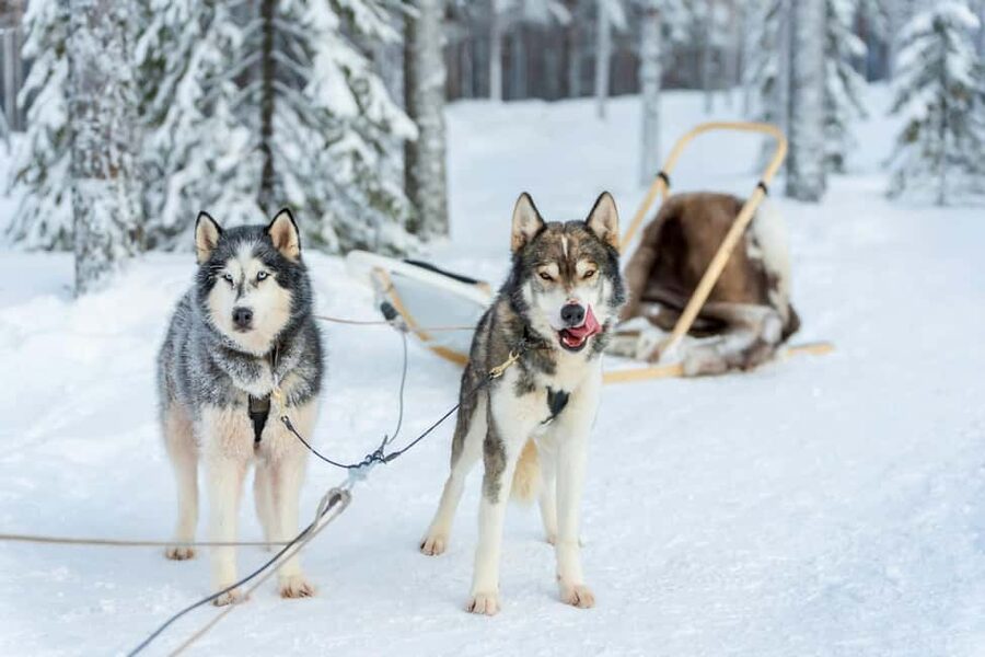 Rovaniemi: Husky Safari & Campfire BBQ – 6‑10 km Self‑Drive - Pickup to Farm Arrival: Set-Up Matters in Rovaniemi Cold