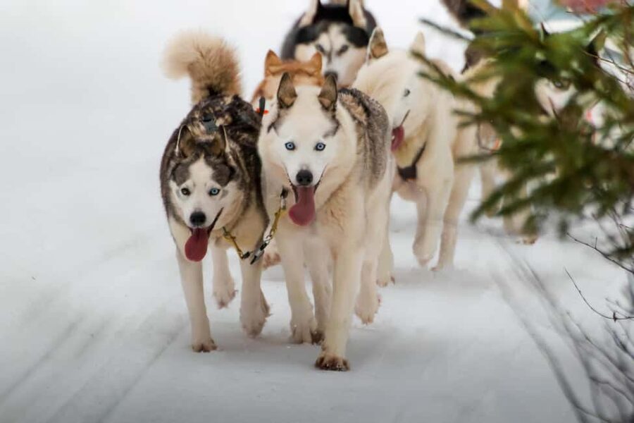 Rovaniemi: Husky Safari & Campfire BBQ – 6‑10 km Self‑Drive - Self-Driving the Husky Team: 6-10 km Through Quiet Snow